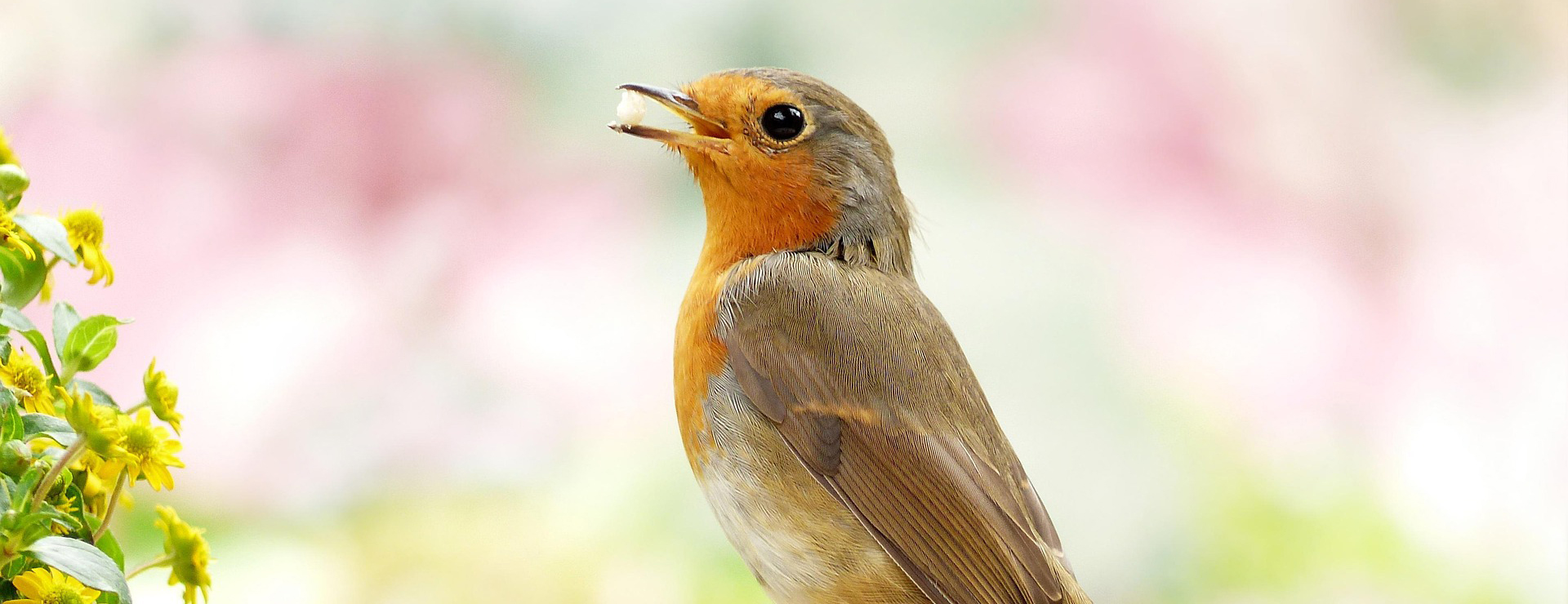 Huisdierproducten -Huisdierproducten bird 4563886 1920