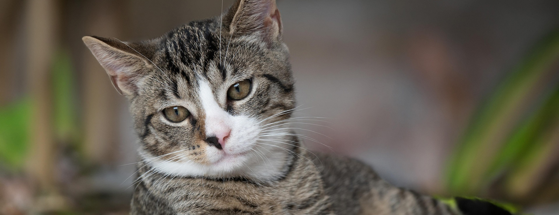 Huisdierproducten -Huisdierproducten european shorthair 8267220 1920