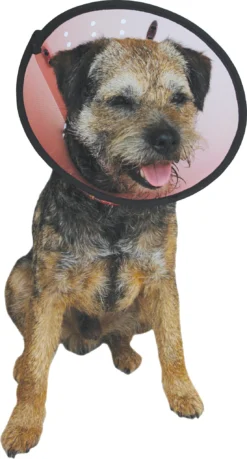 Company Of Animals Smart Collar Nr. 2. -Huisdierproducten image 264