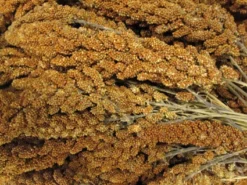 Trosgierst Frans Rood 25 Kg. -Huisdierproducten image 3592