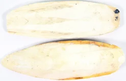 Esve Sepiaschalen 6-8 Inch 5 Kg. -Huisdierproducten image 3653