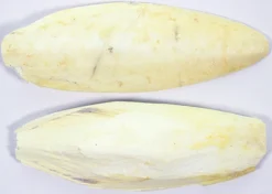 Esve Sepiaschalen 10-12 Inch 5 Kg. -Huisdierproducten image 3756