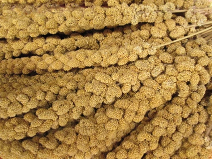 Tijssen Goed Voor Dieren Trosgierst 5 Kg. 1 Tijssen Goed Voor Dieren Trosgierst 5 Kg.