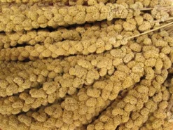 Tijssen Goed Voor Dieren Trosgierst 5 Kg. 12 Tijssen Goed Voor Dieren Trosgierst 5 Kg. -Huisdierproducten image 3873