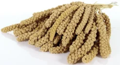 Trosgierst Chinese 10 Inch 15 Kg. -Huisdierproducten image 4138