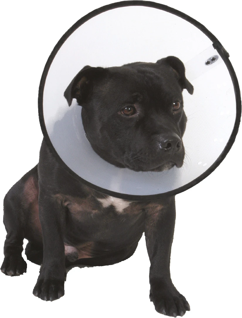 Company Of Animals Smart Collar Nr. 4. 4 Company Of Animals Smart Collar Nr. 4. - Afbeelding 4