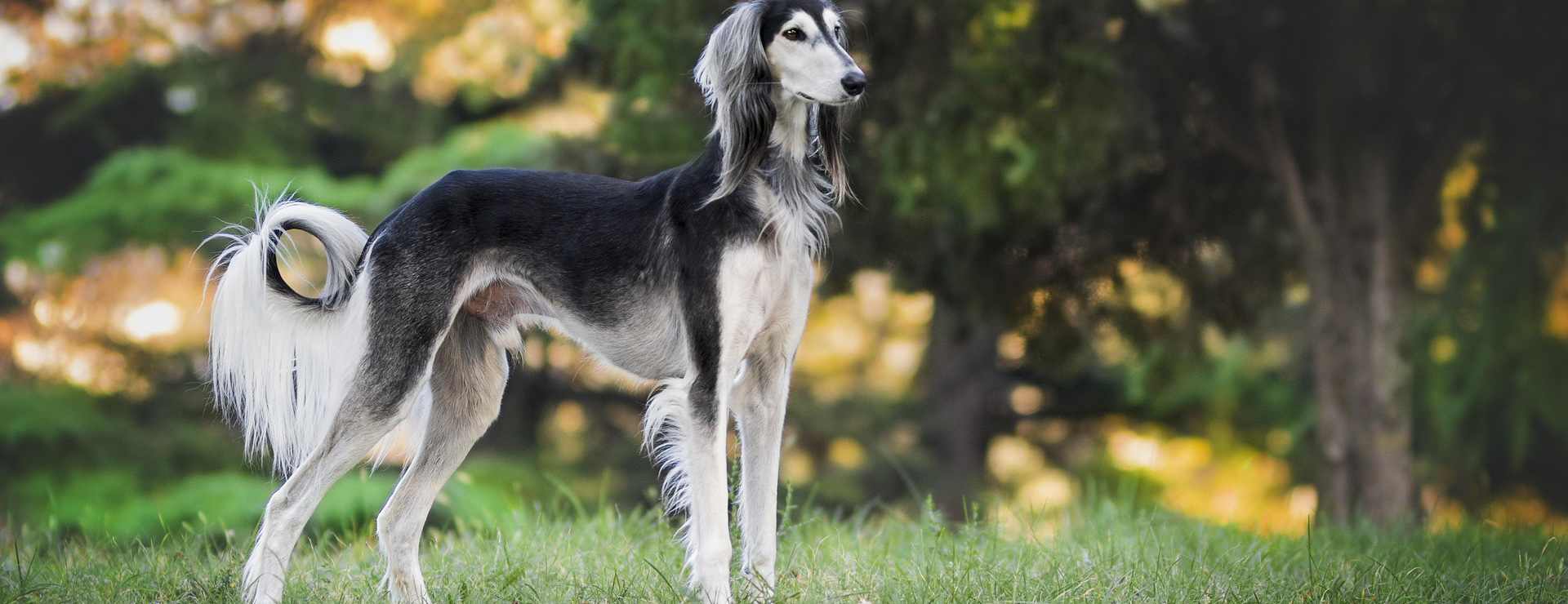 Huisdierproducten -Huisdierproducten nature 3047194 1920